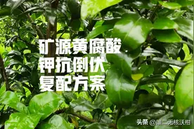 矿源黄腐酸钾在农作物抗倒伏的复配方案介绍图片