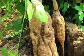 巧用葛根汤解肌散邪，生津通络，治疗颈肩腰痛图片