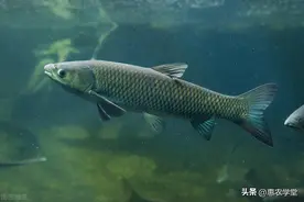 现在淡水鱼价格多少钱一斤？常见的淡水鱼品种有哪些？图片