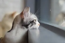 河北老太救下独耳猫,4年后老太离奇失踪,老猫报恩助尘封往事浮出图片