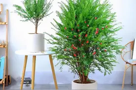 聪明人都喜欢在卧室养5种植物，睡眠好有益健康图片
