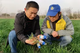 小麦返青期，是防治节节麦第二“黄金期”，如何做才能安全无药害图片