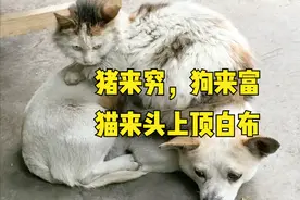 俗语“猪来穷，狗来富，猫来头上顶白布”，啥意思？猫进家不好吗图片