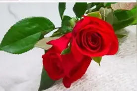 我是一朵花 在春天中绽放出生命的力量和美丽图片