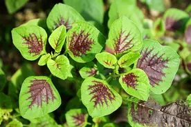 7月的苋菜是个宝，3种吃法，做法简单吃着好，试试吧图片