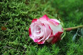 女人的不拒绝，其实就是喜欢你的信号图片