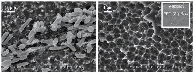 “酶中战斗机”现身，PET塑料遇克星
