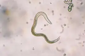 养猫想感染弓形虫并没有那么容易，收起你的担心吧图片