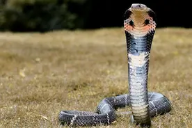 雄性眼镜王蛇若求爱失败，会直接将雌性杀掉！雌性为何宁死不从？图片