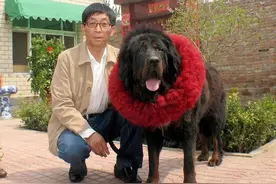 1986年河南50岁兽医独闯高原，养藏獒20年，成为市场天价教父图片