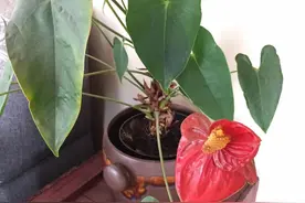 红掌的茎越长越高，都快养成爬藤植物了，要怎么处理？图片