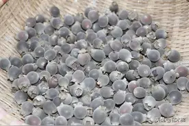 12种美味的南方野果子，曾是农村孩子们的零食，你吃过几种？图片