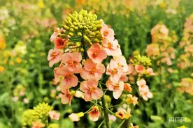 花事来了｜七彩斑斓 油菜花田等你来图片