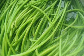 红薯杆的情怀图片