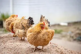 各位省省吧，不要再胡编滥造瞎解读刀郎的歌了图片