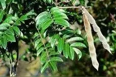 牛大力是一种什么样的植物？图片