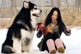 “很怕热”的几种狗，如果不防暑，可能会丧命图片