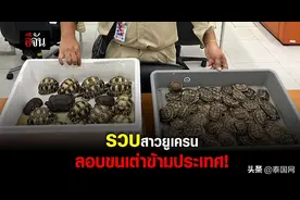 乌克兰女子携带100多只活体乌龟在泰转机被捕图片