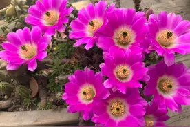 喜欢仙人球，就养“美花角”，花色美丽，开花超多，养护很简单图片