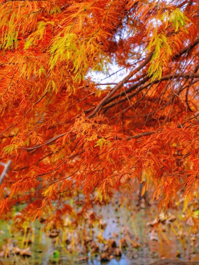 最新实拍！烟台鱼鸟河“顶级秋色”加载中