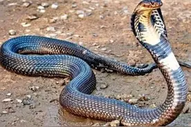 天气渐热，毒蛇开始活动，我国最毒的蛇是什么蛇？见过吗？图片