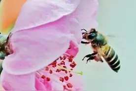 蜜蜂忙采花，手机抓拍有妙法图片