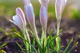 “养蜂女”家草原上的野百合开了！！！图片