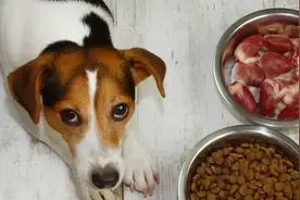 住手，不要再给猫狗长期喂食动物肝脏了！不然中毒没商量图片