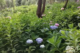 云南山歌·山歌好听口难开，妹爱阿哥难表白图片