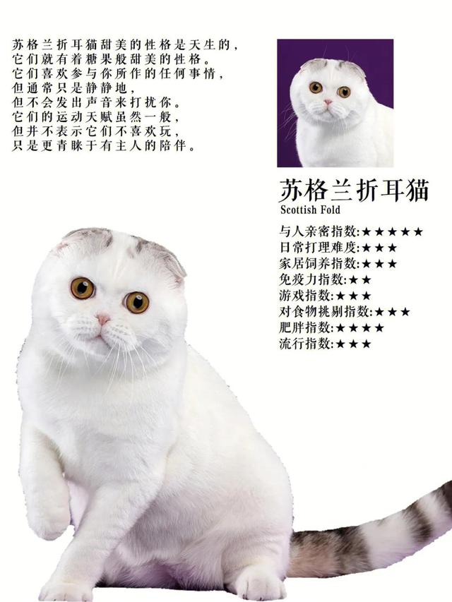 十大热门短毛猫品种合集！你准备养猫吗？准备养一只什么猫？