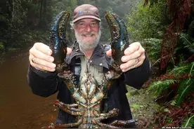 一只管饱的小龙虾，最大体长近一米，你见过吗？图片