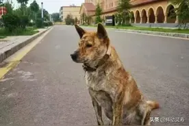我爱我的虎斑犬图片