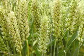 小麦，五谷之贵图片