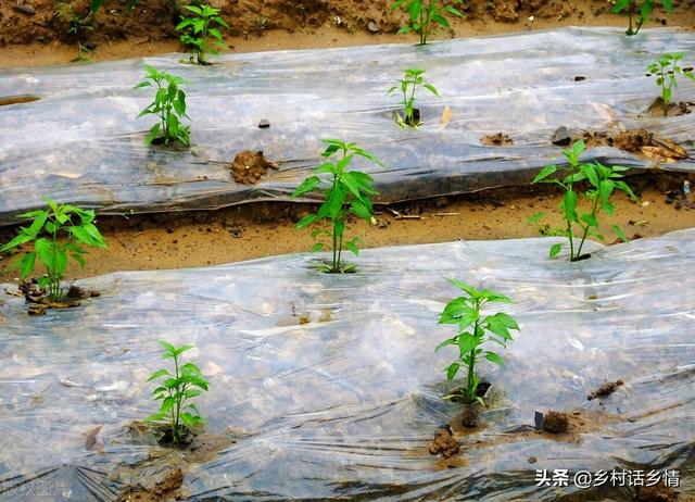 老菜农常说，种菜要学会浇三水、施三肥？这些你都懂吗