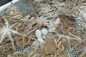 八爪鱼不红烧不水煮，教你一个特色做法，鲜嫩又脆爽，天天吃不腻图片