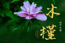 植物图鉴 08｜木槿，朝开暮落的人间精灵图片