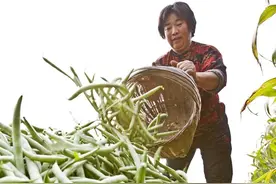 菜豆什么时候播种好？怎么种植才能结荚多？3分钟教会你6个秘诀图片