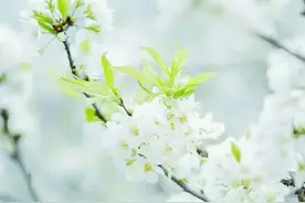四月，珍惜拥有，活在当下，把余生过得平安顺遂图片