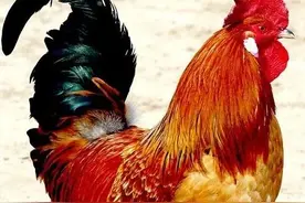 鸡血疗法：狂热年代的神奇秘方，一代人的“精神激素”图片