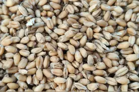 购买小麦种子，记住这样的小麦种子，尽量不要买图片