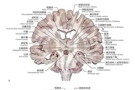 脑干的内部解剖、表面解剖（内附详细标注解剖图）图片