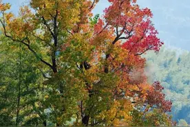 修行过程中的调心窍门图片