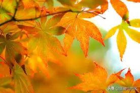 致敬我的“藤野先生”图片