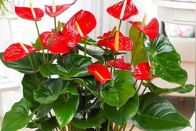 1种“小红花”，一年四季都能开，好养又漂亮图片