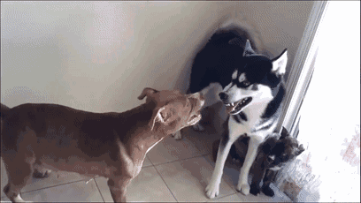 这5种狗,打架厉害,却不适合当警犬,有你喜欢的吗?