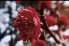 《诗书画艺术》小组每日二联（第57期）图片