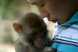 重庆小伙收养走失小猴，猴子把他当成妈妈，最后结局却只能分开？图片
