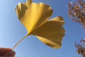 明日复明日，明日何其多 诗文作者是谁？图片