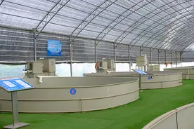 桂花鱼养殖技术及成本，养殖周期是多久图片