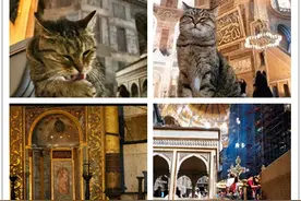 偶遇路中央喝水的流浪猫，大叔停车等候，画面过暖图片